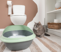 【流せる猫砂が詰まる?】知っておきたい注意点と対処手順を覚えておこう 【流せる猫砂が詰まる?】知っておきたい注意点と対処手順を覚えておこう